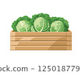 Cabbage in a wooden box 125018779
