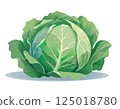 Fresh cabbage 125018780