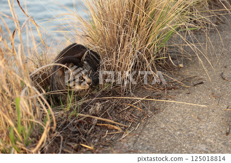 虎斑貓在路堤上玩耍 125018814