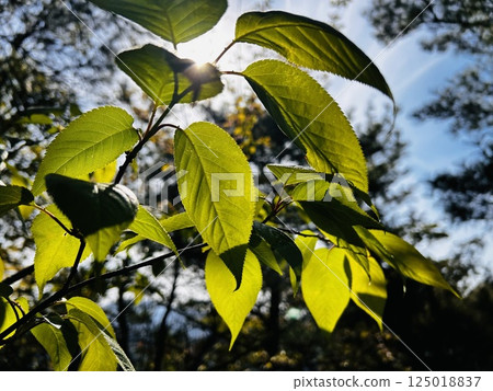陽光下閃閃發光的樹葉 125018837