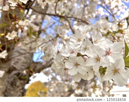 櫻花盛開 125018838