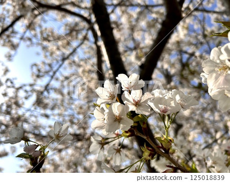 櫻花盛開 125018839