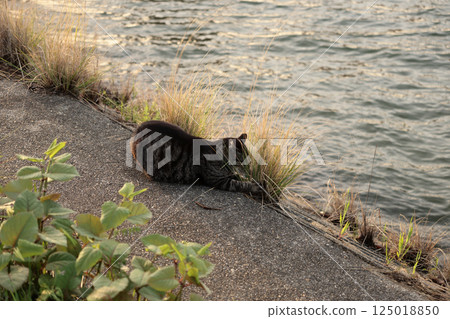 虎斑貓在路堤上玩耍 125018850