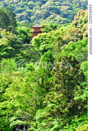 京都清水寺的翠綠令人眼花撩亂 京都清水寺的翠綠令人眼花撩亂 125018953
