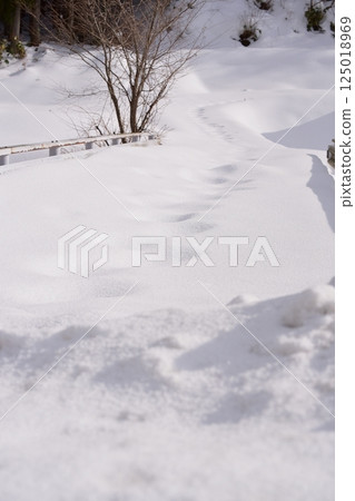 積雪、樹枝 125018969