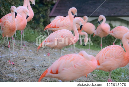 Many flamingos 125018978