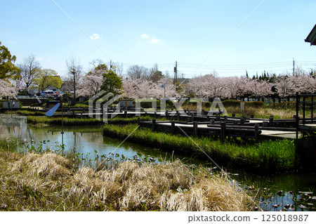 Spring scenery of Kanno Park in Saga (popular tourist spot and cherry blossom viewing spot) Spring scenery of Kanno Park in Saga (popular tourist spot and cherry blossom viewing spot) 125018987