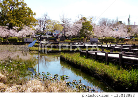 Spring scenery of Kanno Park in Saga (popular tourist spot and cherry blossom viewing spot) Spring scenery of Kanno Park in Saga (popular tourist spot and cherry blossom viewing spot) 125018988
