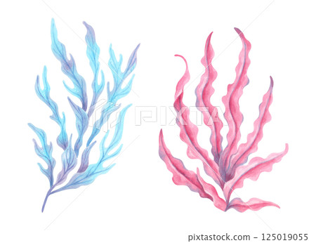 Pink, blue seaweed branch. Watercolor illustration. Ocean botanical underwater algae clip art. Hand drawn isolated art. Natural shape of marine flora. Suitable for travel themes, children's design. Pink, blue seaweed branch. Watercolor illustration. Ocean botanical underwater algae clip art. Hand drawn isolated art. Natural shape of marine flora. Suitable for travel themes, children's design. 125019055