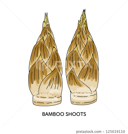 Ishikawa Prefecture Kaga Vegetables Bamboo shoots line drawing illustration 125019110
