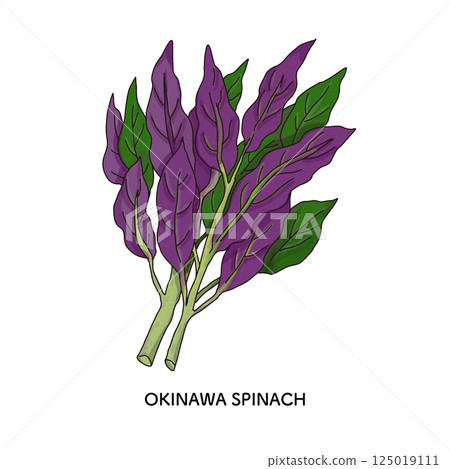 Ishikawa Prefecture_Kaga Vegetables Line drawing of Kinjiso Ishikawa Prefecture_Kaga Vegetables Line drawing of Kinjiso 125019111