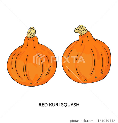 石川縣_加賀蔬菜 Uchiki 紅皮甜栗南瓜 線描插圖 石川縣_加賀蔬菜 Uchiki 紅皮甜栗南瓜 線描插圖 125019112