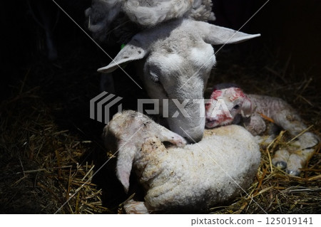 Newborn lamb and mother sheep 125019141