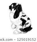 Black and white rabbit 125019152