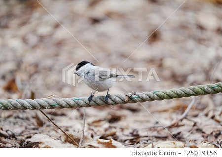 A large-billed tit resting on a rope 125019156