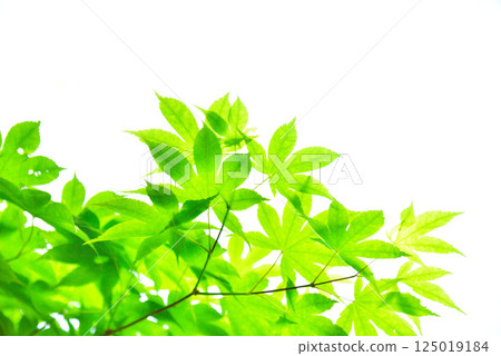 The season of fresh green leaves and green maples 125019184