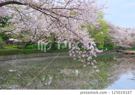 Kamakura Tsurugaoka Hachimangu Genji Pond Sakura 125019187