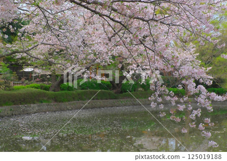Kamakura Tsurugaoka Hachimangu Genji Pond Sakura 125019188