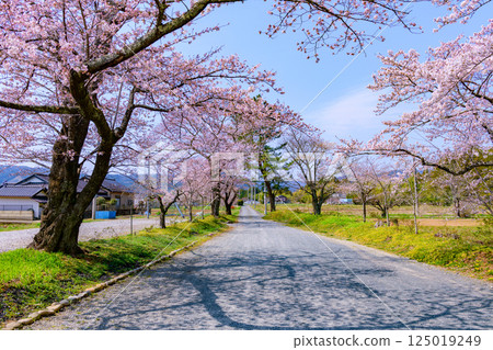 福島縣相馬市的鈴丘八幡神社和櫻花 125019249