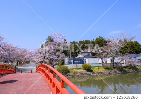 Suzumigaoka Hachiman Shrine and cherry blossoms in Soma, Fukushima Prefecture 125019260
