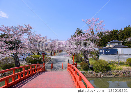 Suzumigaoka Hachiman Shrine and cherry blossoms in Soma, Fukushima Prefecture 125019261