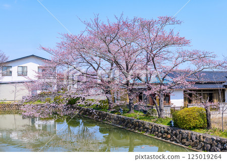 Suzumigaoka Hachiman Shrine and cherry blossoms in Soma, Fukushima Prefecture Suzumigaoka Hachiman Shrine and cherry blossoms in Soma, Fukushima Prefecture 125019264