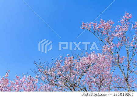 Suzumigaoka Hachiman Shrine and cherry blossoms in Soma, Fukushima Prefecture Suzumigaoka Hachiman Shrine and cherry blossoms in Soma, Fukushima Prefecture 125019265