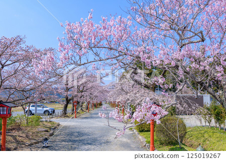 Suzumigaoka Hachiman Shrine and cherry blossoms in Soma, Fukushima Prefecture Suzumigaoka Hachiman Shrine and cherry blossoms in Soma, Fukushima Prefecture 125019267