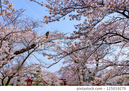 Suzumigaoka Hachiman Shrine and cherry blossoms in Soma, Fukushima Prefecture Suzumigaoka Hachiman Shrine and cherry blossoms in Soma, Fukushima Prefecture 125019278
