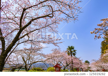 Suzumigaoka Hachiman Shrine and cherry blossoms in Soma, Fukushima Prefecture Suzumigaoka Hachiman Shrine and cherry blossoms in Soma, Fukushima Prefecture 125019282
