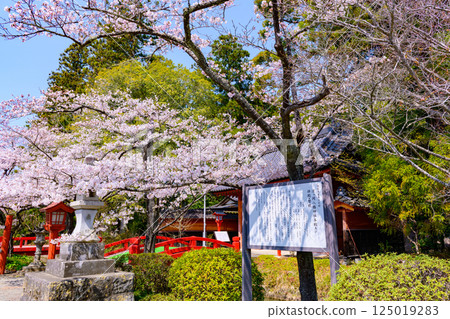 福島縣相馬市的鈴丘八幡神社和櫻花 125019283
