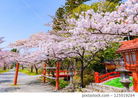 福島縣相馬市的鈴丘八幡神社和櫻花 125019284
