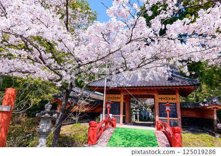 福島縣相馬市的鈴丘八幡神社和櫻花 125019286