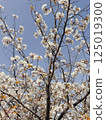 Cherry blossoms on a sunny spring day 125019300
