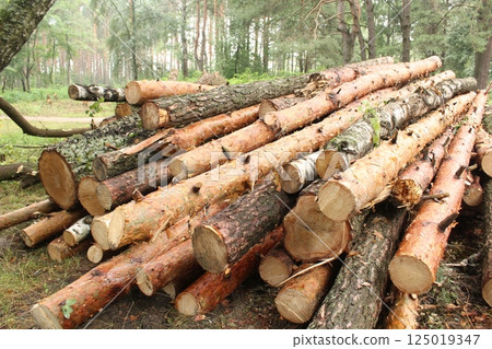 Close-up of pine logs. Natural wood background 125019347