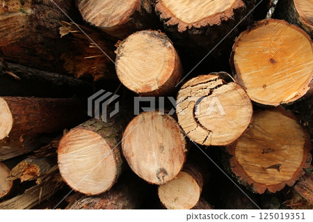 sawing down pine trees in close-up. The background is natural. wood Construction 125019351