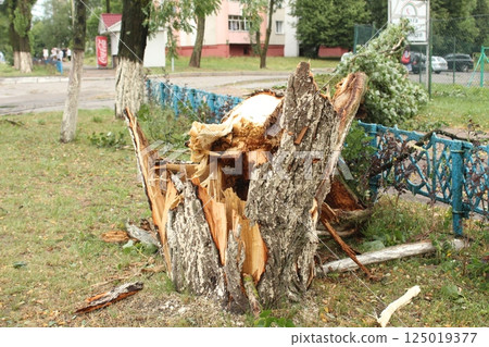 a fallen tree with fragments of wood. Aftermath of the storm 125019377