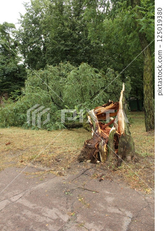 a fallen tree with fragments of wood. Aftermath of the storm a fallen tree with fragments of wood. Aftermath of the storm 125019380