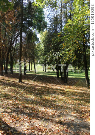 Park in the summer. Lawn with tall trees with green leaves 125019398