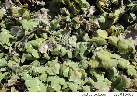 plants in a flower bed with withering leaves. Watering plants in the heat plants in a flower bed with withering leaves. Watering plants in the heat 125019405