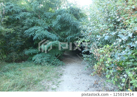 The path is overgrown with bushes and grass. Impassable road The path is overgrown with bushes and grass. Impassable road 125019414
