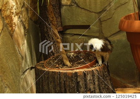 A monkey of the Tamarin breed eats vegetables on the floor of an enclosure in a zoo 125019425