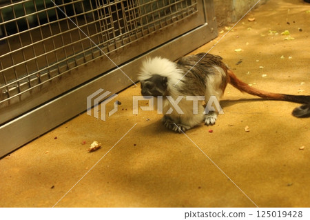Tamarin the monkey sits on the floor of the enclosure in the zoo cage. Animals in the zoo Tamarin the monkey sits on the floor of the enclosure in the zoo cage. Animals in the zoo 125019428