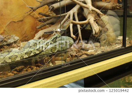 Orthriophis taeniurus light green snake in terrarium close-up Orthriophis taeniurus light green snake in terrarium close-up 125019442