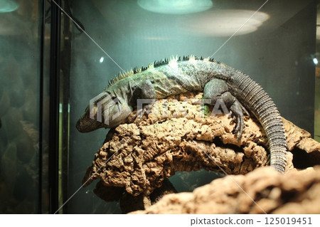 Ctenosaura bakeri dark colored iguana sitting on a snag in a terrarium aquarium Ctenosaura bakeri dark colored iguana sitting on a snag in a terrarium aquarium 125019451