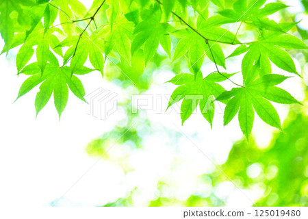 The season of fresh green leaves and green maples 125019480