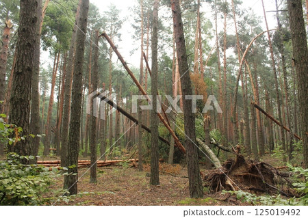 Close-up of broken pine trees in the forest 125019492
