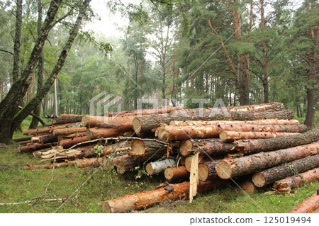 Pine logs are stacked in bulk close-up. Horizontal Photo Pine logs are stacked in bulk close-up. Horizontal Photo 125019494