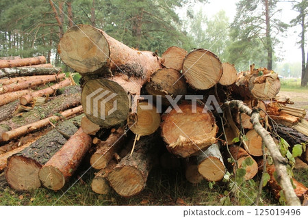 stacked logs of ripe wood. Timber harvesting stacked logs of ripe wood. Timber harvesting 125019496