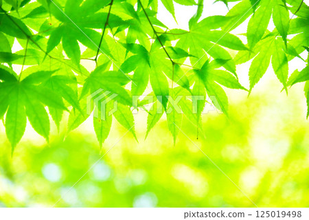 The season of fresh green leaves and green maples 125019498